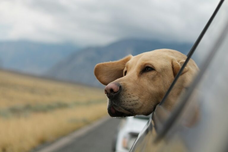 Titelbild zu „Urlaubsreisen mit dem Hund“